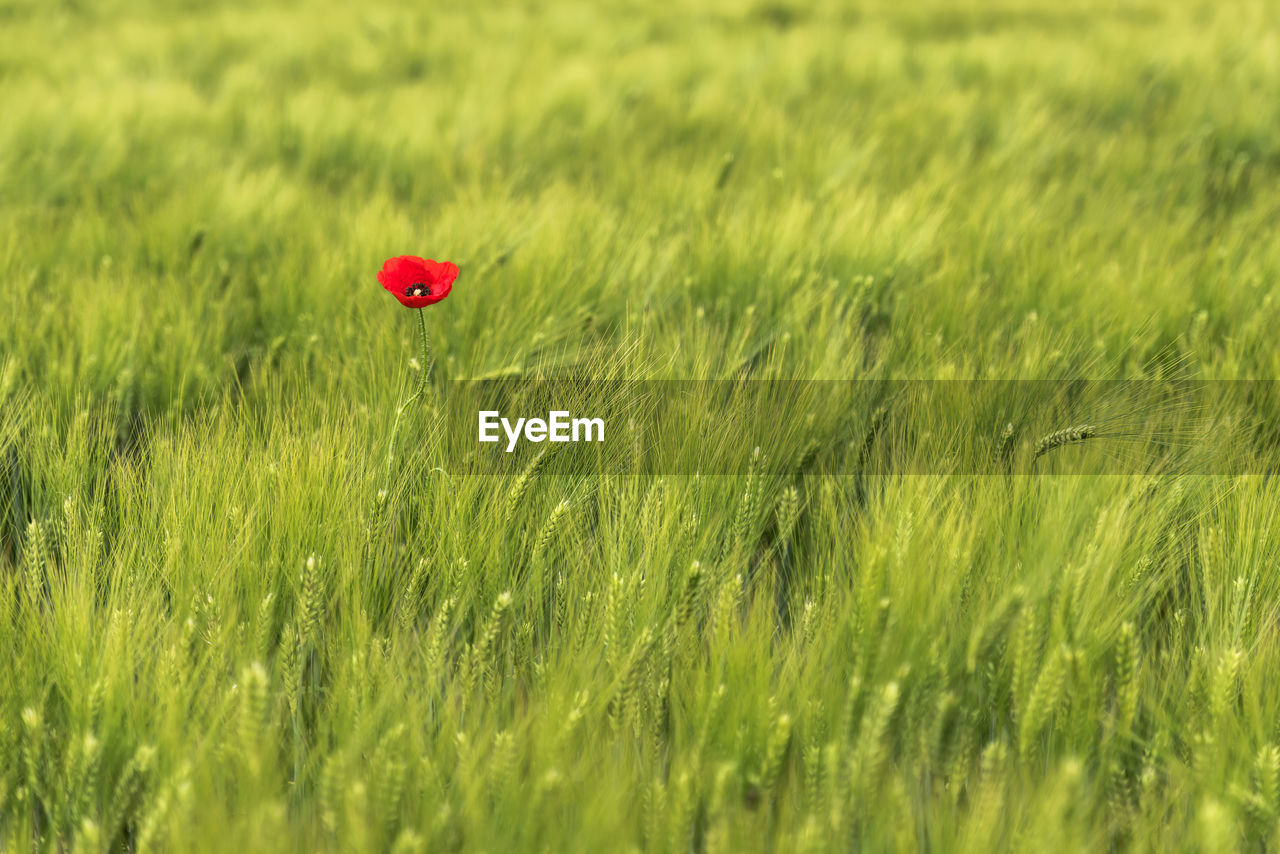 Red poppy growing amidst wheat on farm
