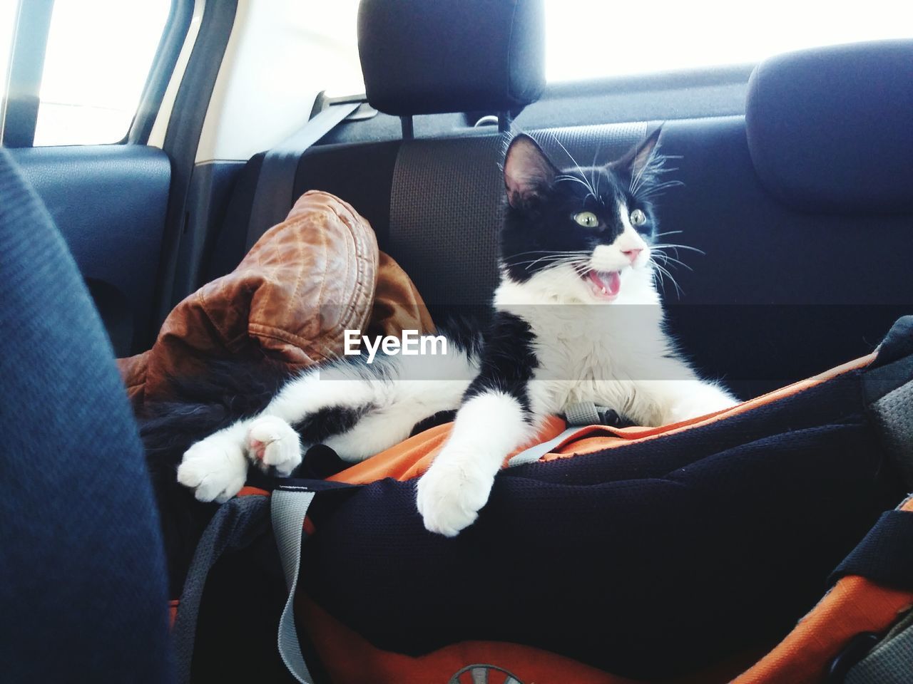 CAT LYING DOWN ON CAR SEAT