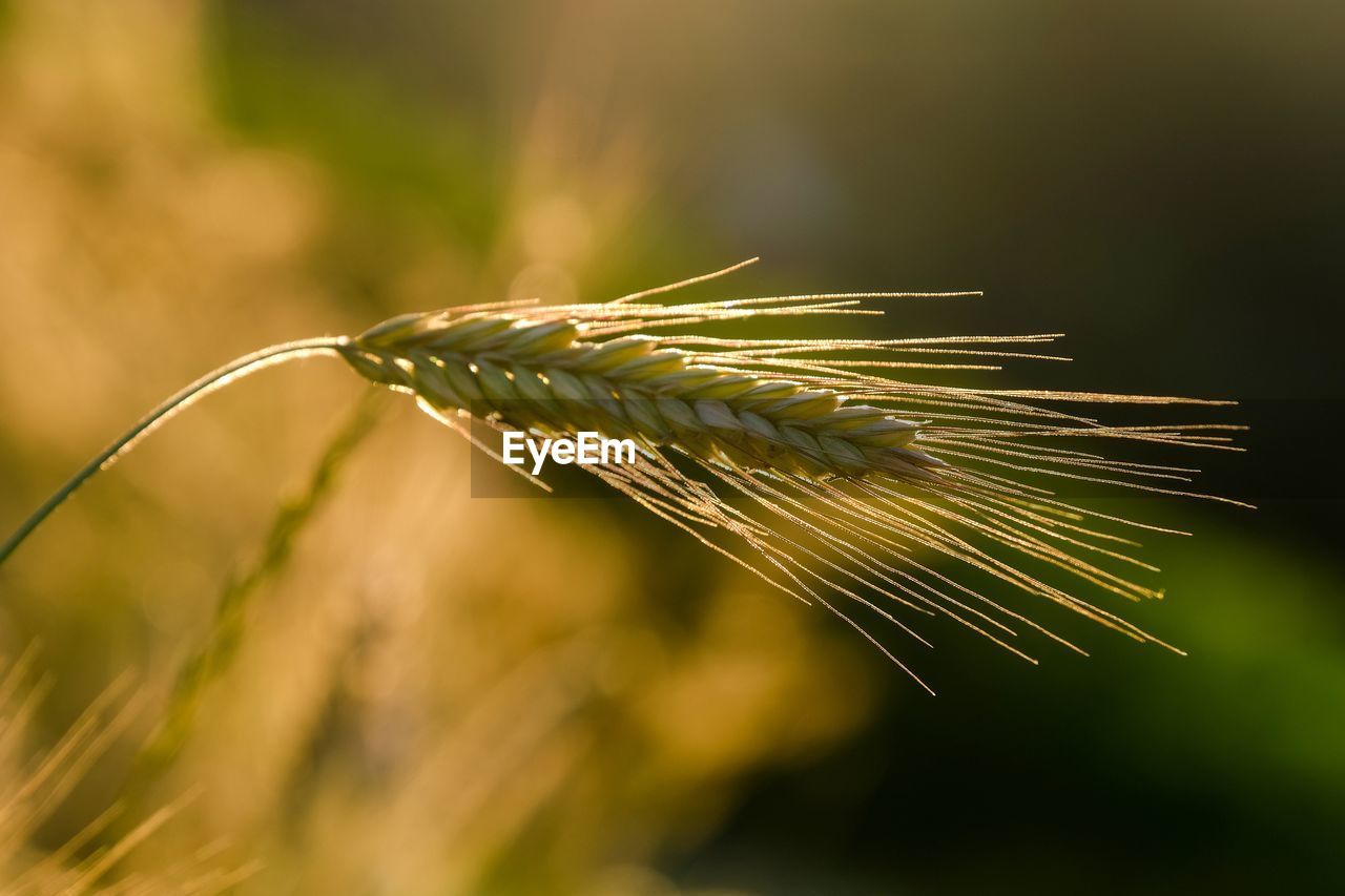 close-up of plant growing outdoors