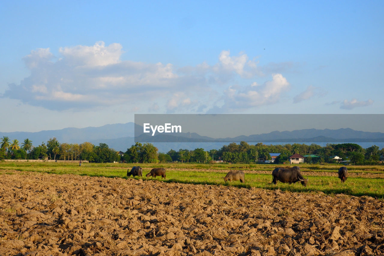VIEW OF SHEEP ON FIELD