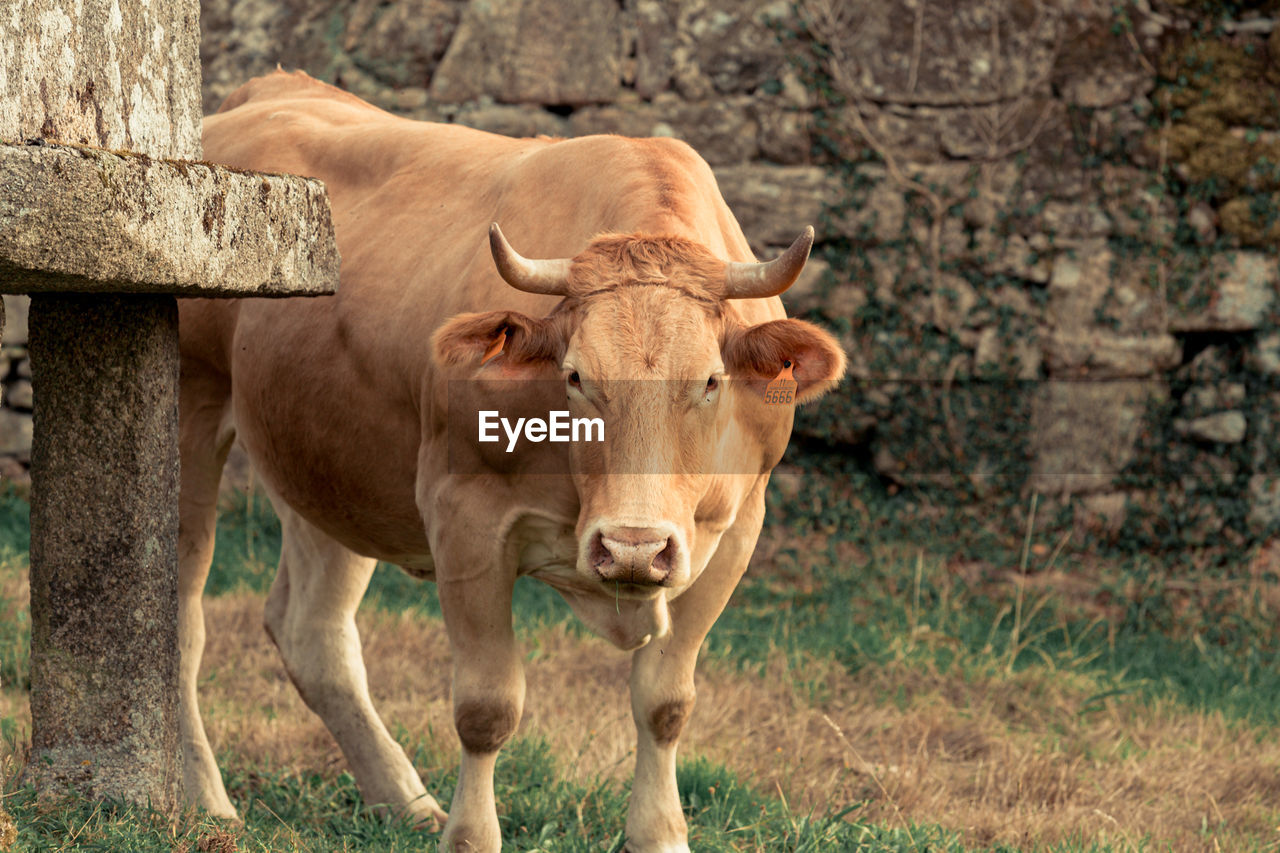 PORTRAIT OF A HORSE STANDING ON FIELD