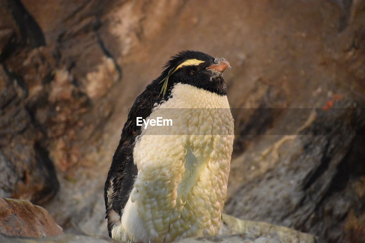 CLOSE UP OF BIRD PERCHING ON ROCK