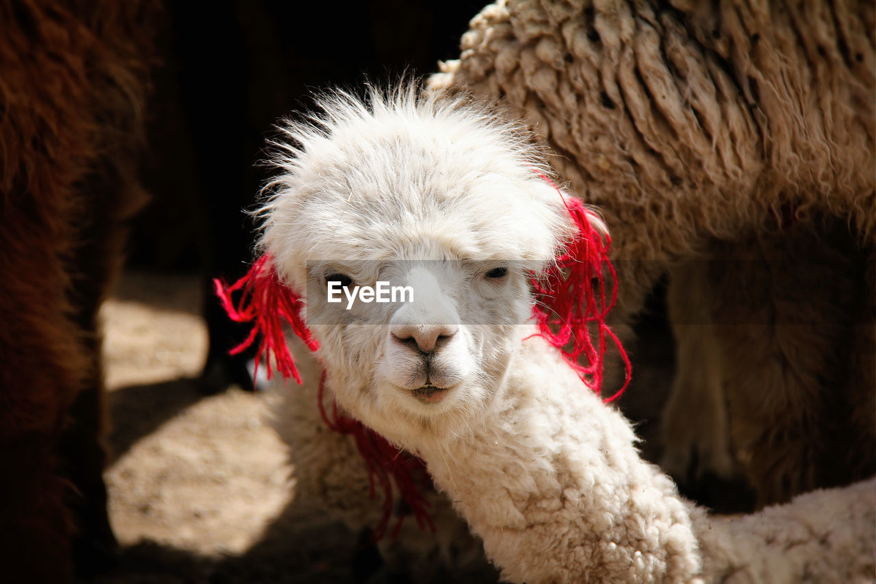 Close-up portrait of a alpaca