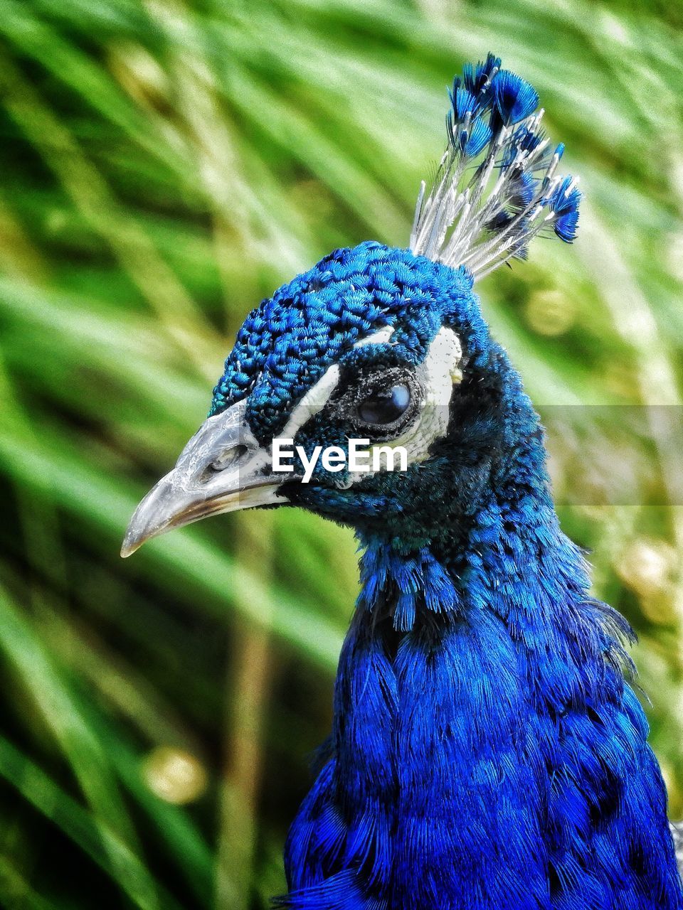 CLOSE-UP OF A PARROT