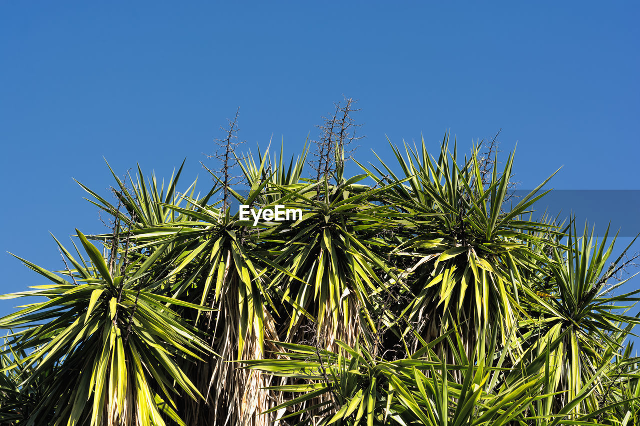 Low angle view of palm trees against clear blue sky