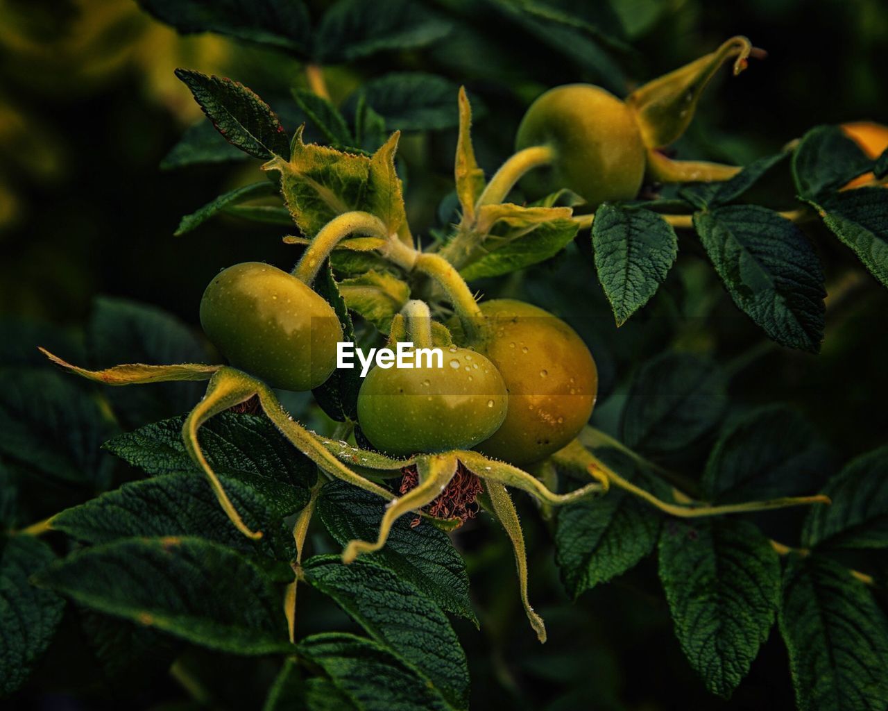 CLOSE-UP OF FRESH FRUITS ON TREE