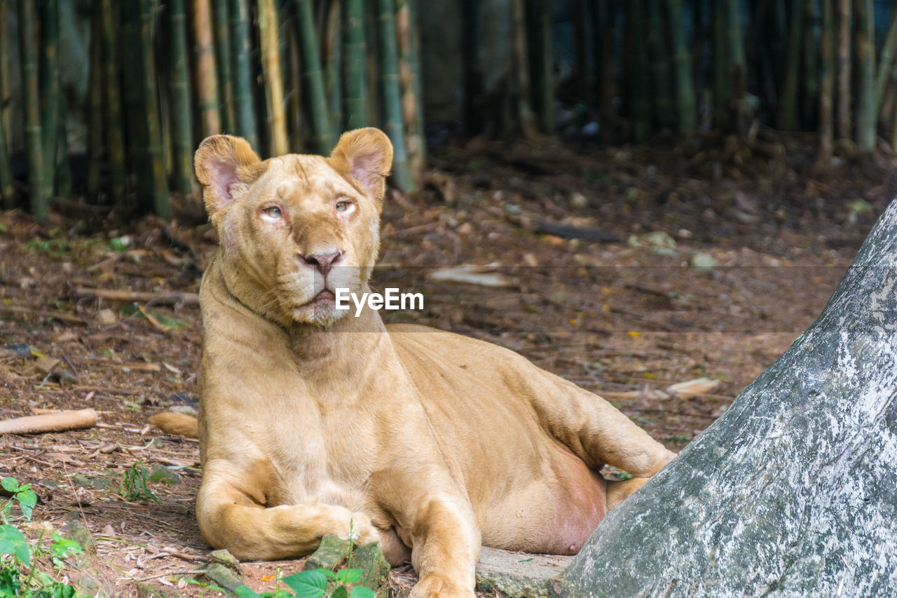 PORTRAIT OF CAT SITTING ON A LAND