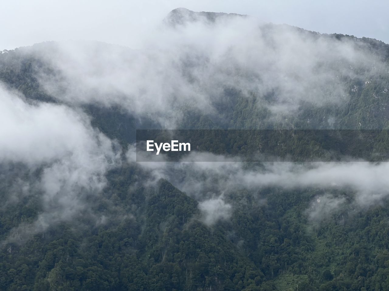 fog, environment, mountain, mist, scenics - nature, beauty in nature, tree, landscape, land, mountain range, nature, plant, forest, cloud, no people, sky, travel, ridge, wilderness, outdoors, non-urban scene, pine tree, pinaceae, travel destinations, mountain peak, coniferous tree, social issues, tranquility, morning, day, cold temperature, tourism, tranquil scene, pine woodland, valley, plateau