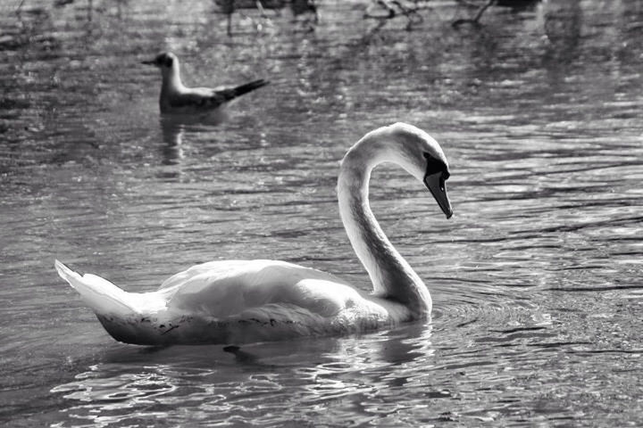 BIRDS IN WATER