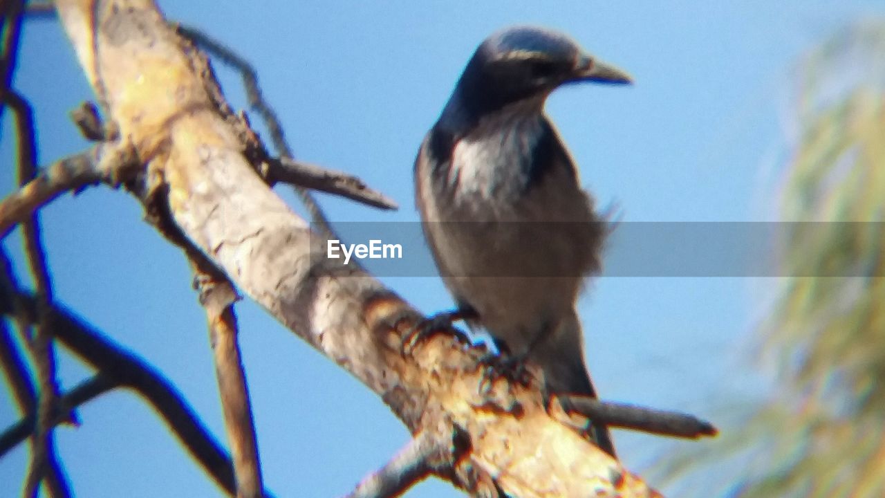 LOW ANGLE VIEW OF A BIRD PERCHING ON BRANCH