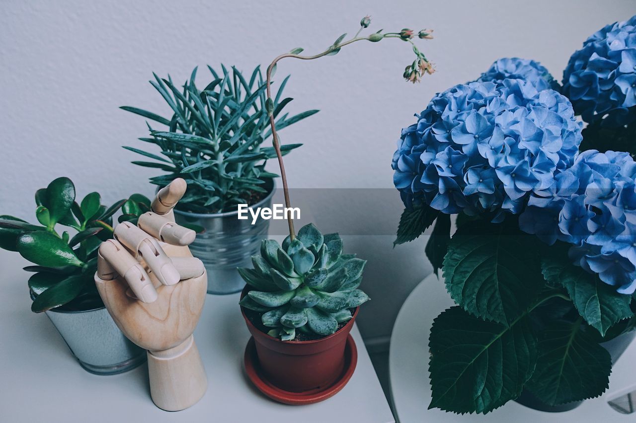 Close-up of potted plants