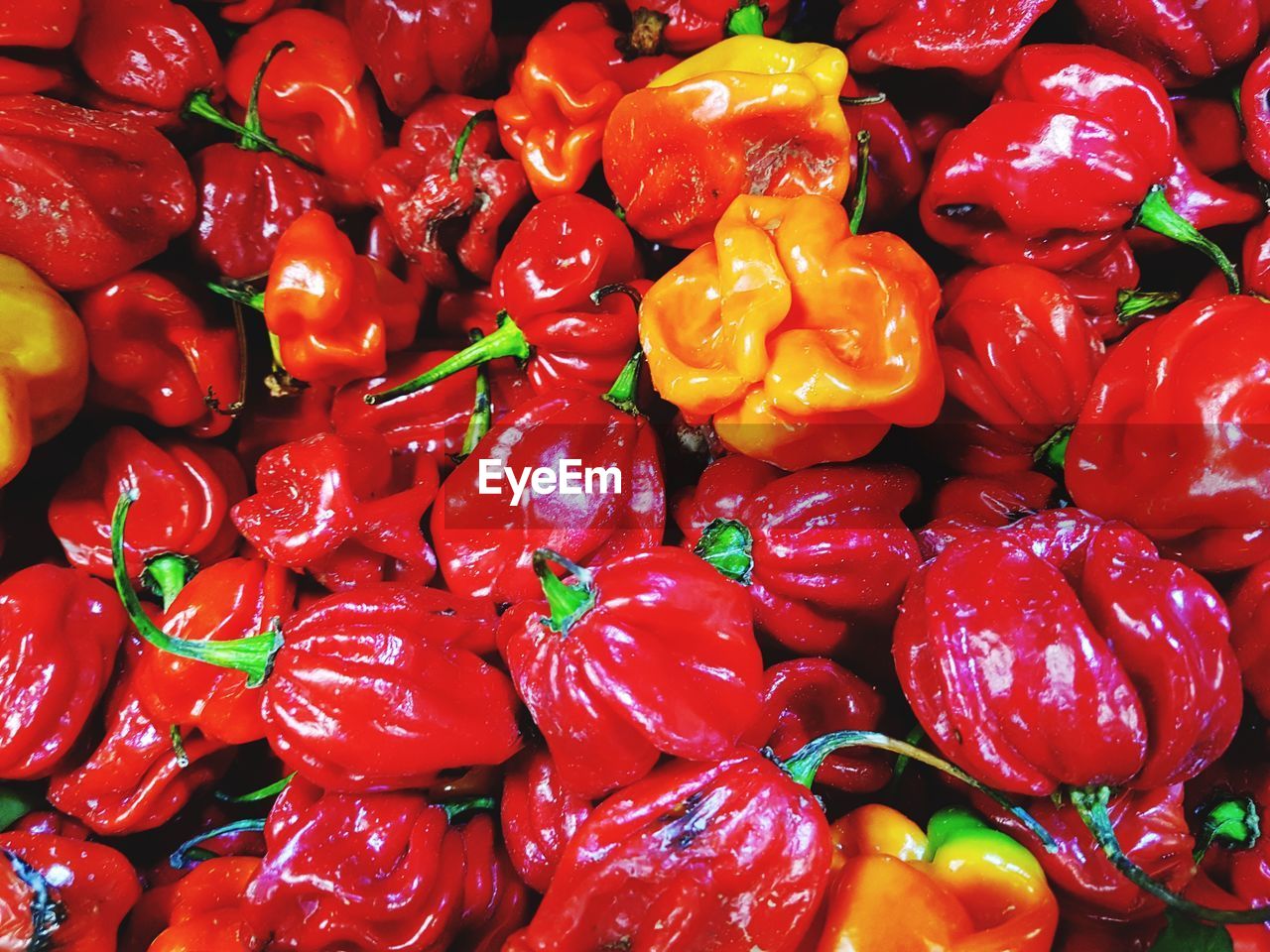 FULL FRAME SHOT OF RED BELL PEPPERS FOR SALE