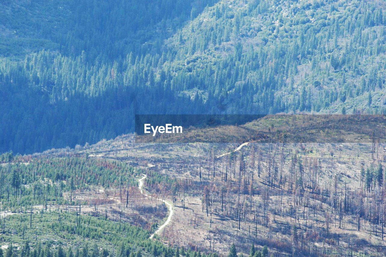 High angle view of pine trees