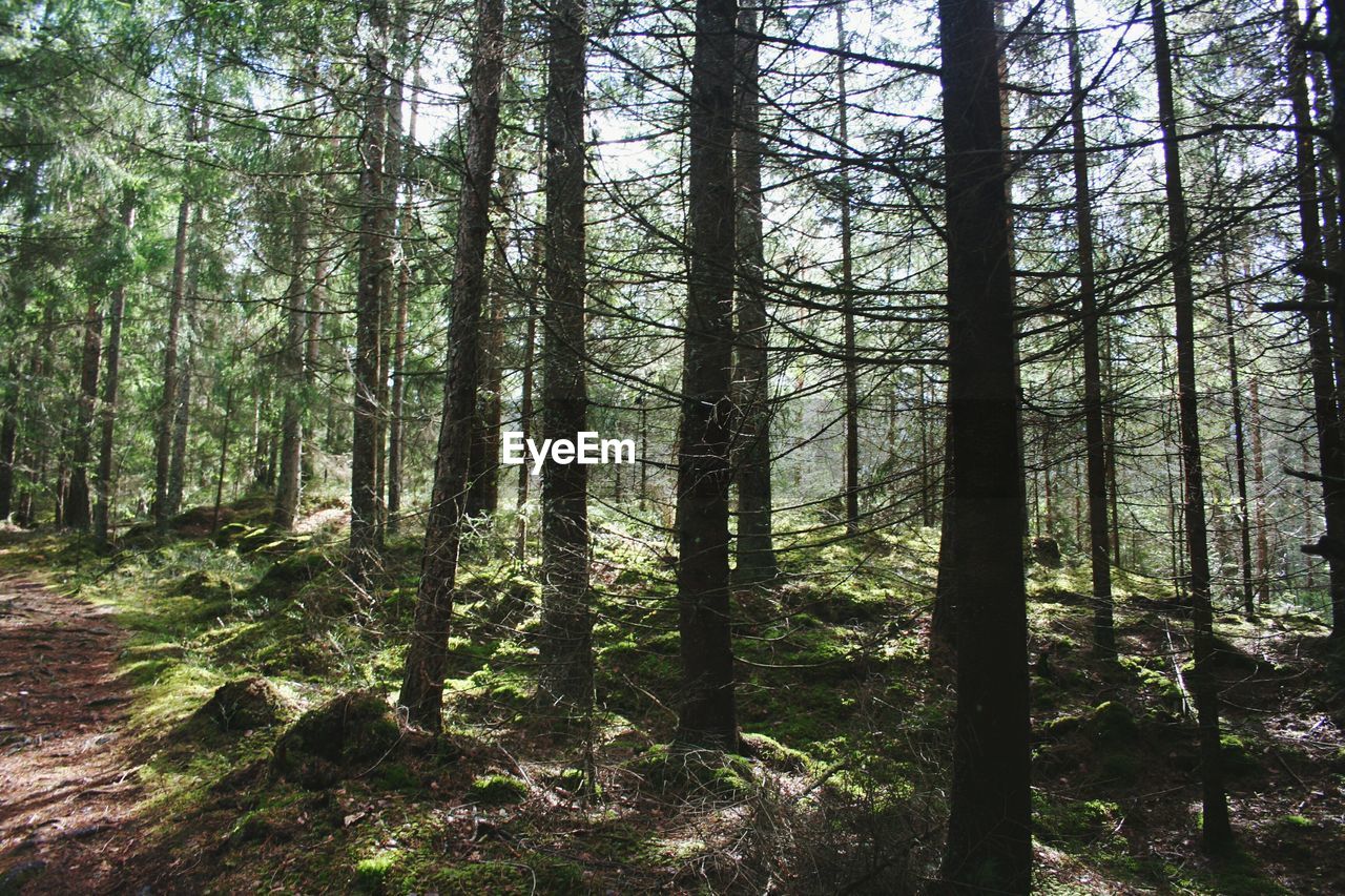 TREES IN FOREST AGAINST SKY