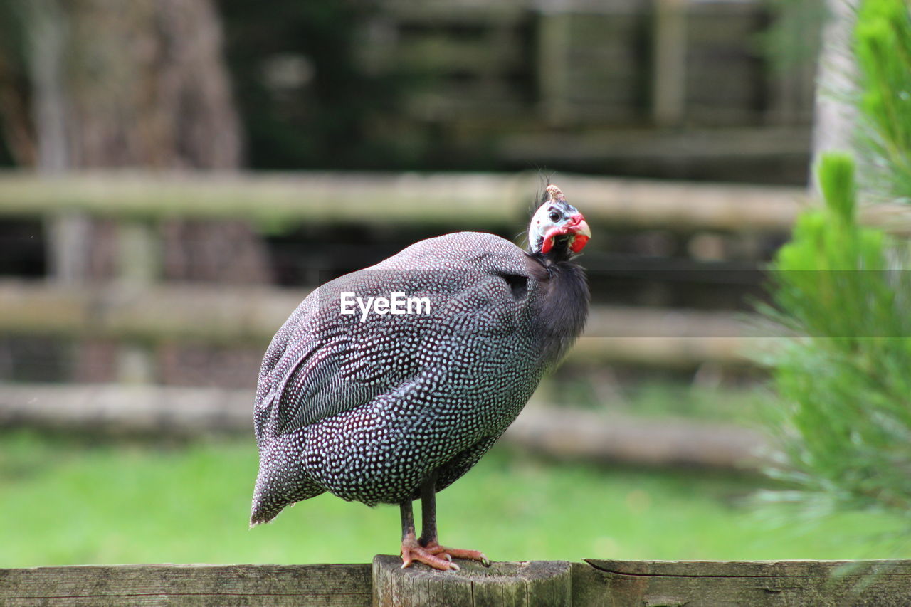 Guinea fowl perching on wooden fence
