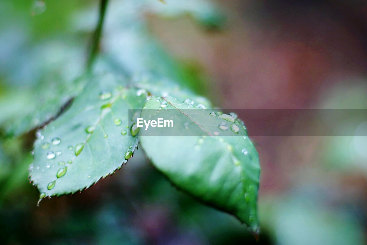 Close-up of water drops on leaf