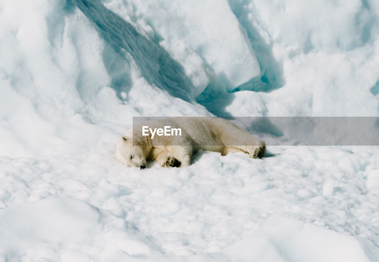 high angle view of a dog on snow covered field