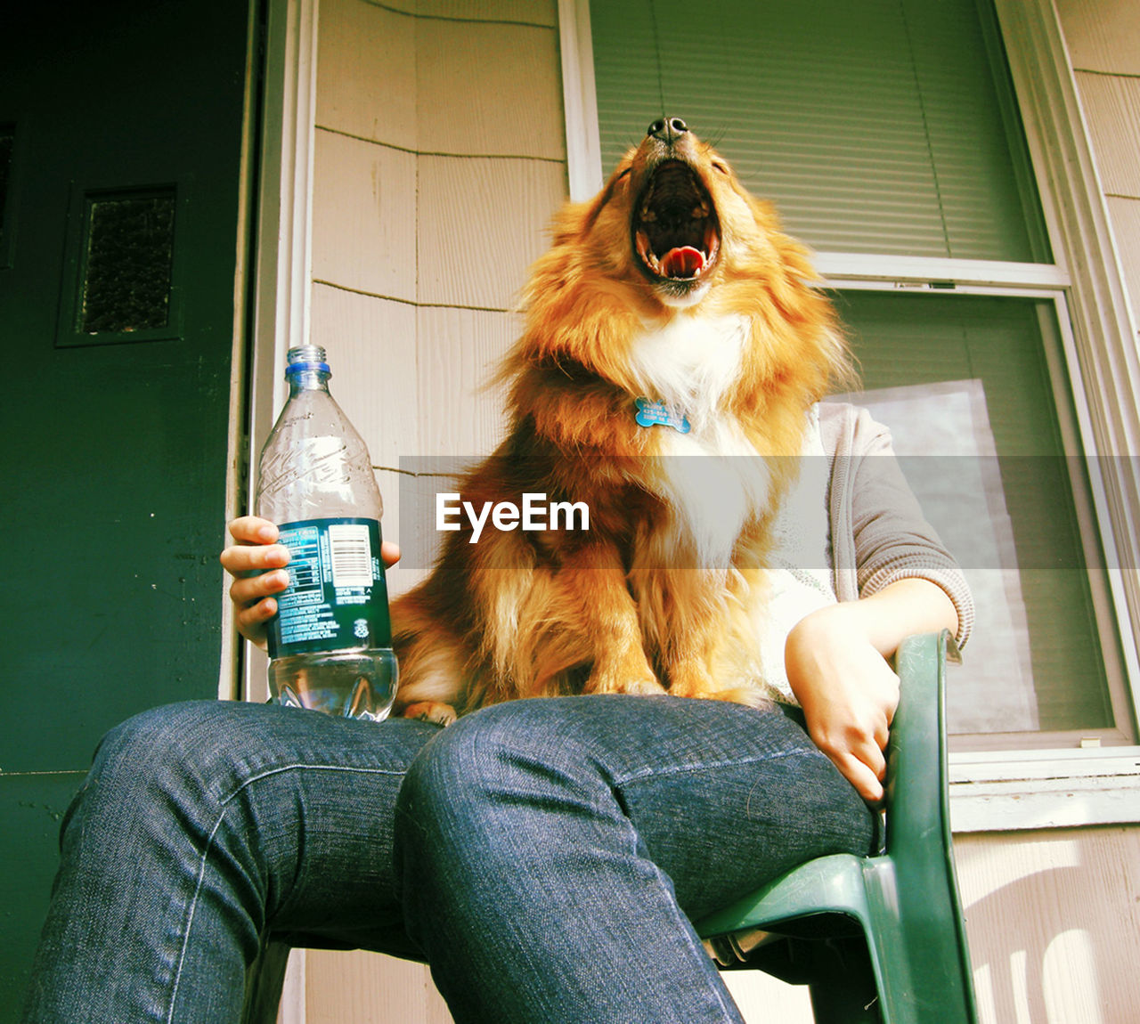 CLOSE-UP OF DOG SITTING ON GROUND