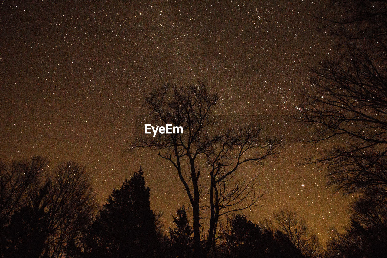 LOW ANGLE VIEW OF BARE TREE AGAINST SKY