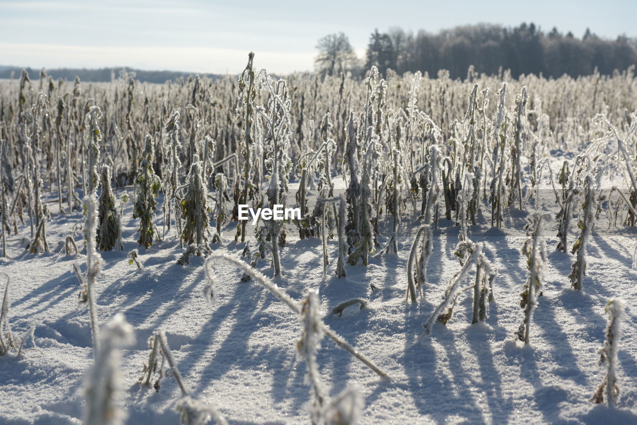 PANORAMIC SHOT OF SNOW ON FIELD