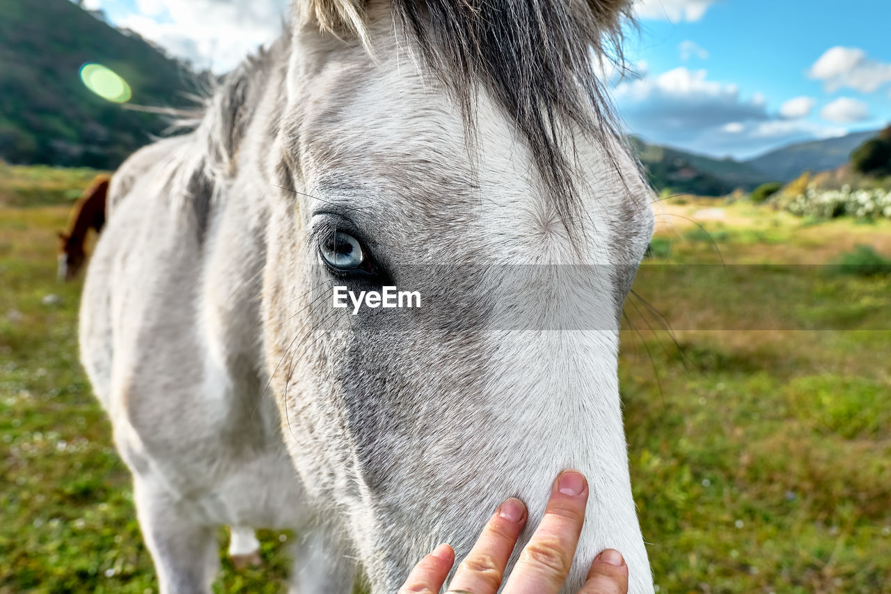 Closeup portrait of beautiful white horse with blue eye. hand touching a head of horse.