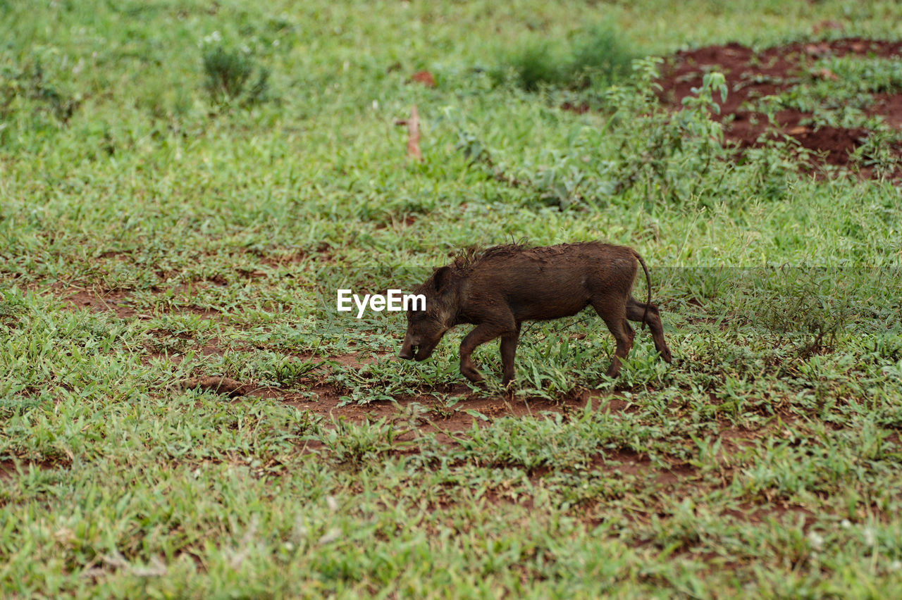 animal, animal themes, mammal, animal wildlife, wildlife, grass, one animal, plant, no people, nature, grazing, land, green, field, day, pasture, side view, outdoors, full length, domestic animals, deer, meadow, grassland