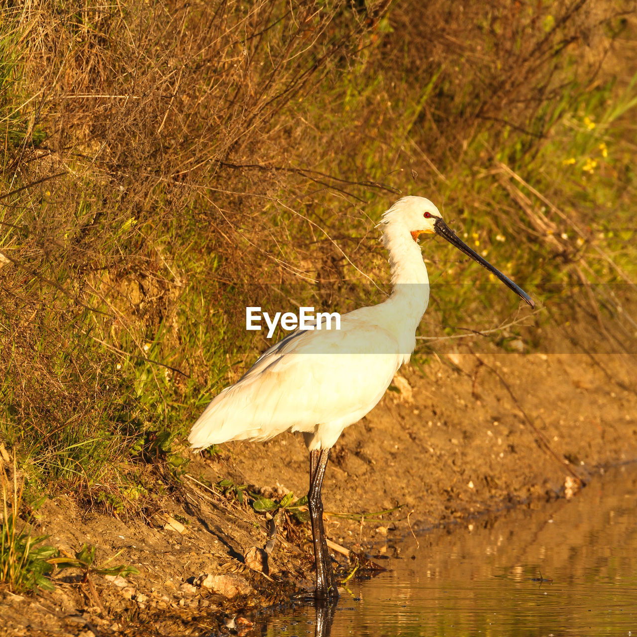 Close-up of great egret on lakeshore