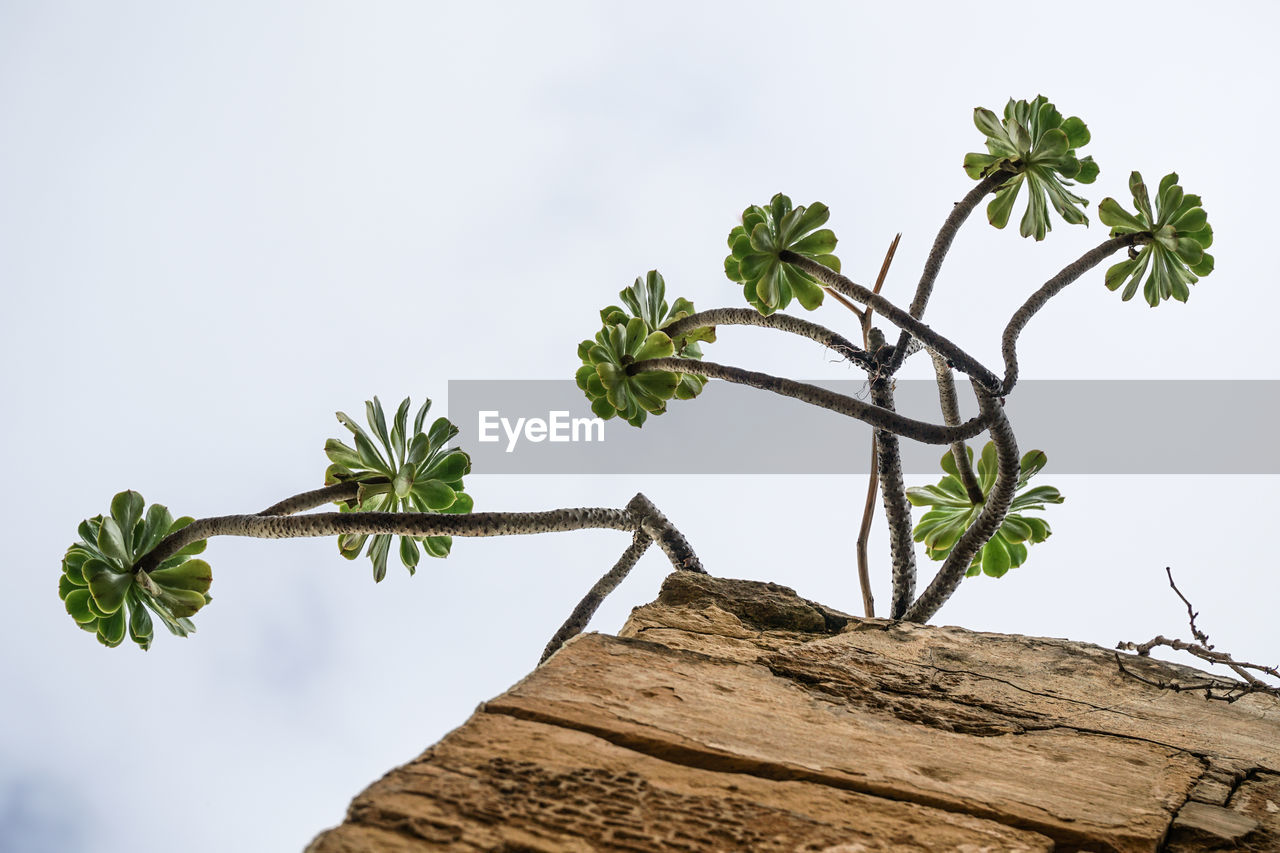 Low angle view of plant on rock against sky