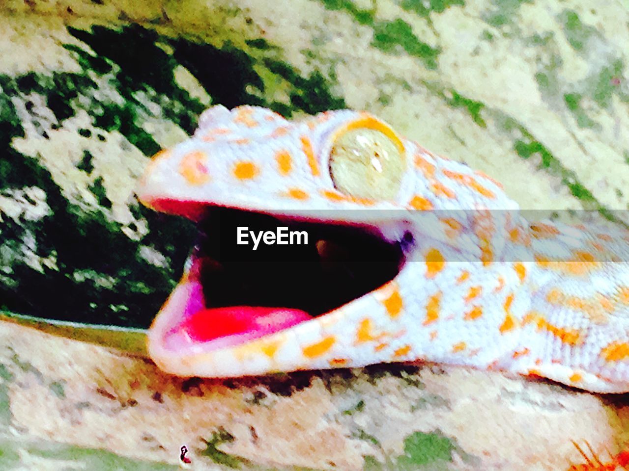 CLOSE-UP OF MULTI COLORED TURTLE AGAINST BLURRED BACKGROUND