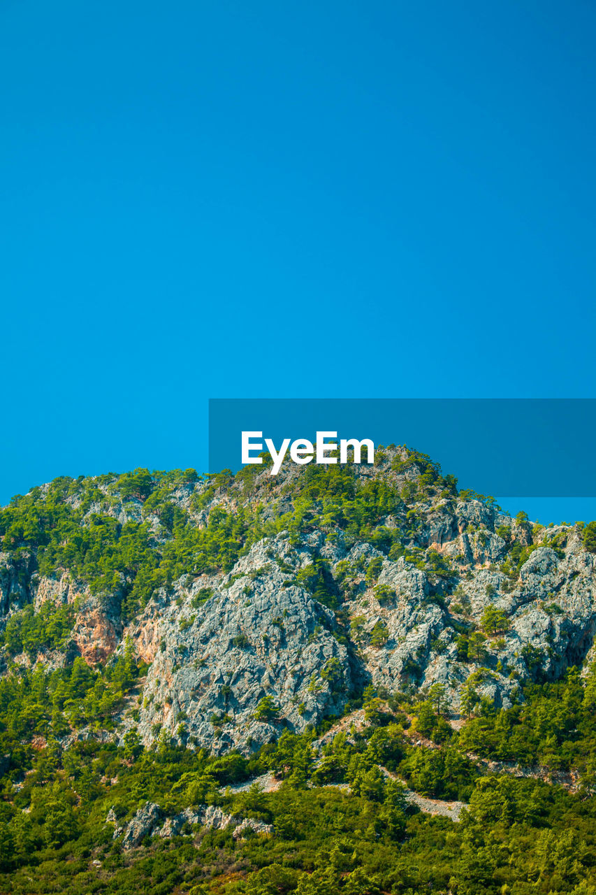 LOW ANGLE VIEW OF TREES AGAINST CLEAR BLUE SKY