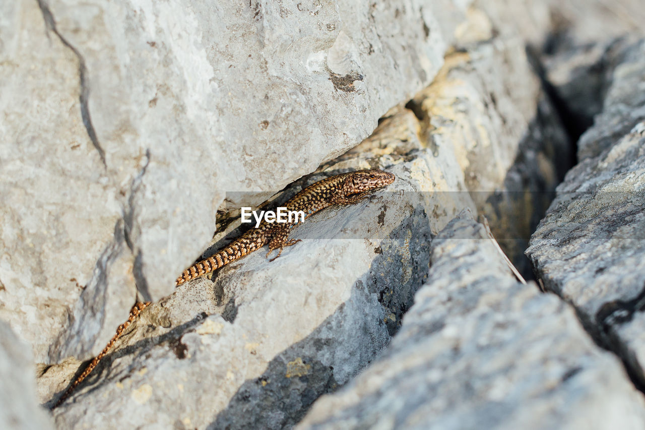 Close-up of lizard on a rock