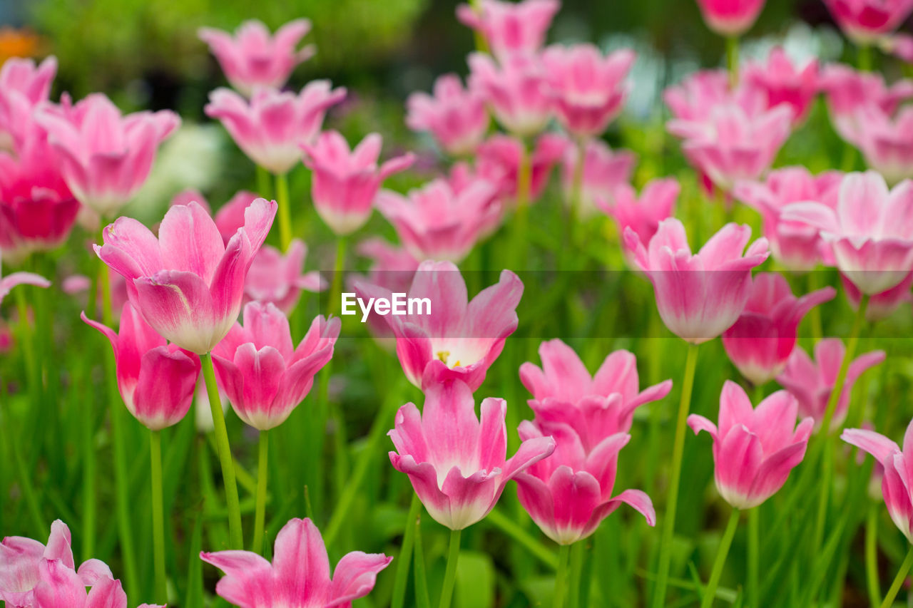 Close-up of pink flowering plants