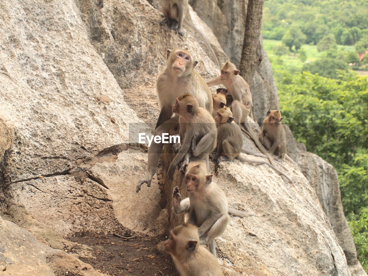 MONKEY SITTING ON ROCKS