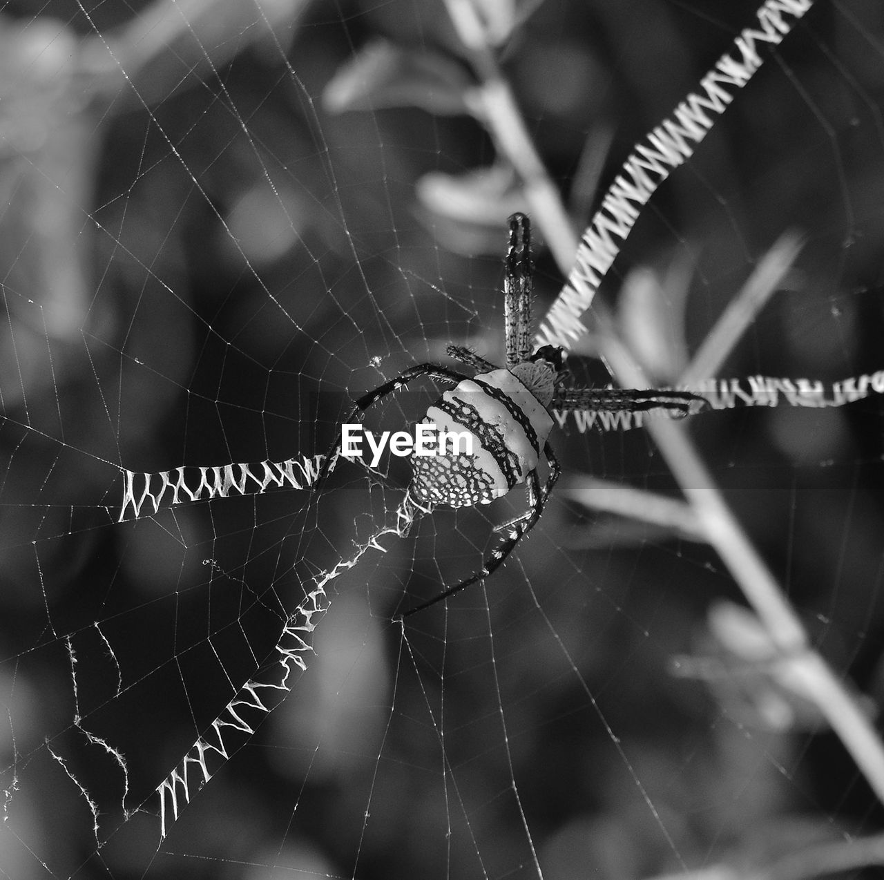 CLOSE-UP OF SPIDER ON WEB OUTDOORS