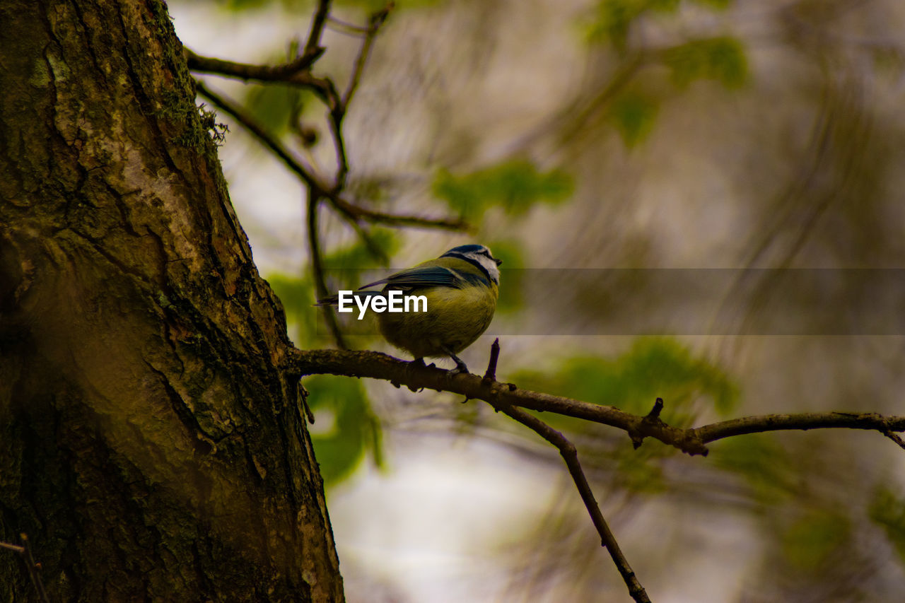 Bird perching on a tree