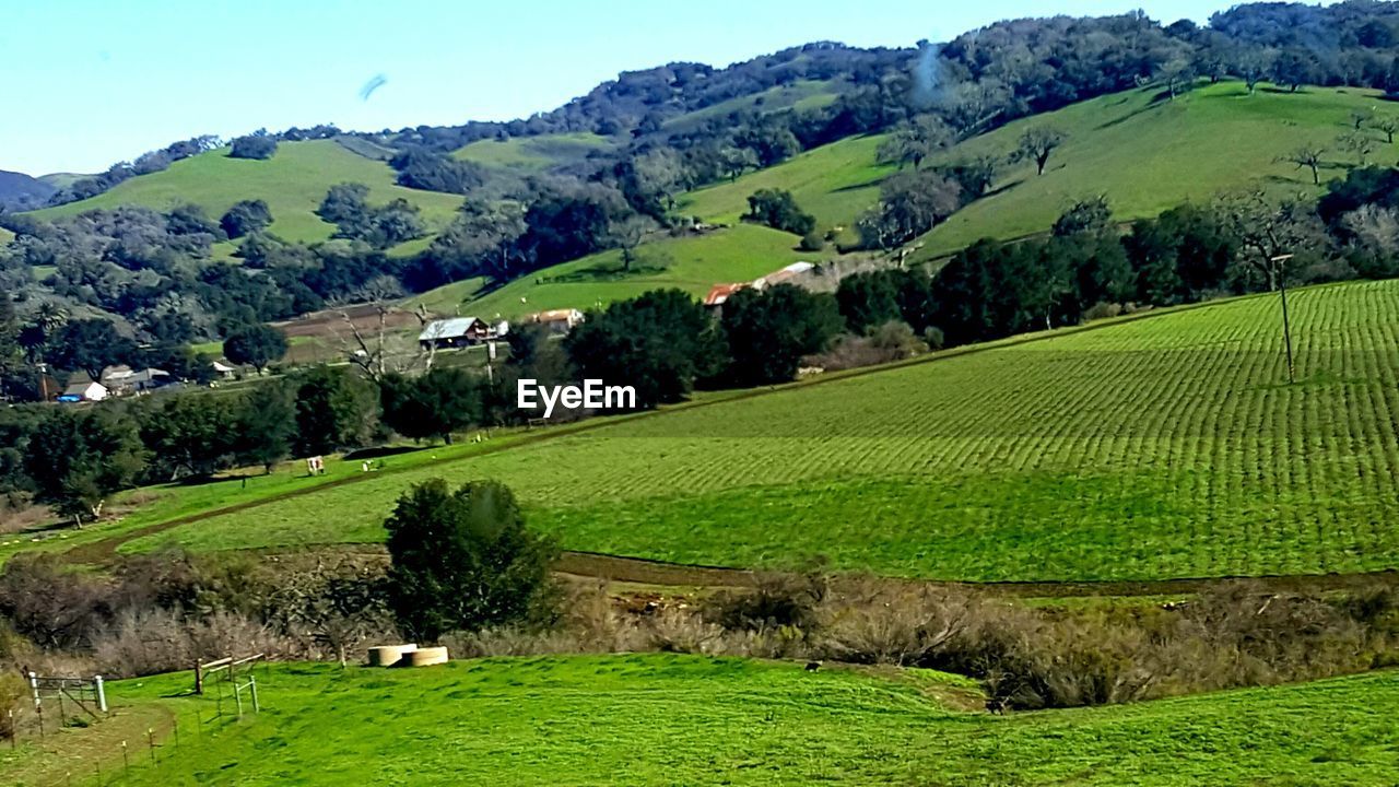 SCENIC VIEW OF GREEN LANDSCAPE