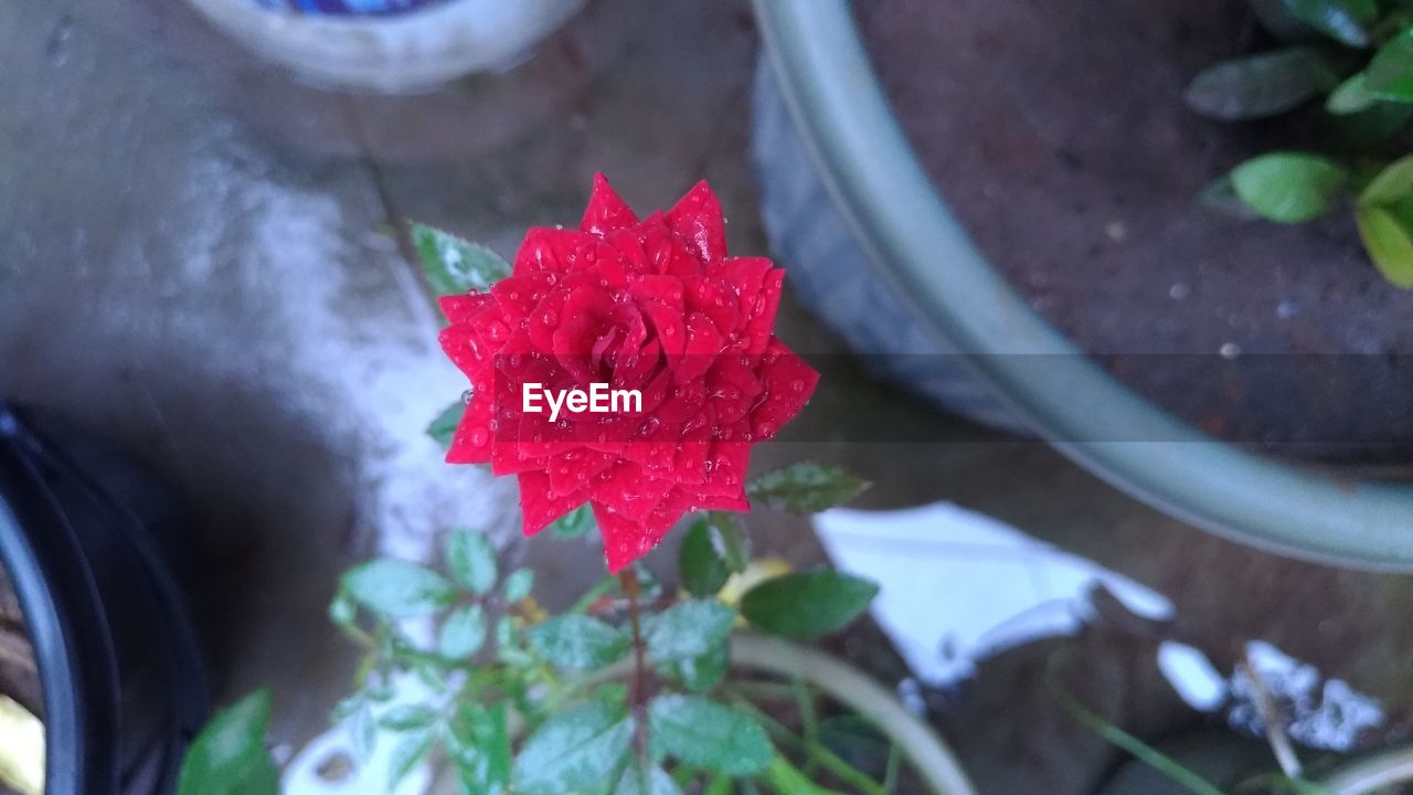 CLOSE-UP OF RED ROSE FLOWER