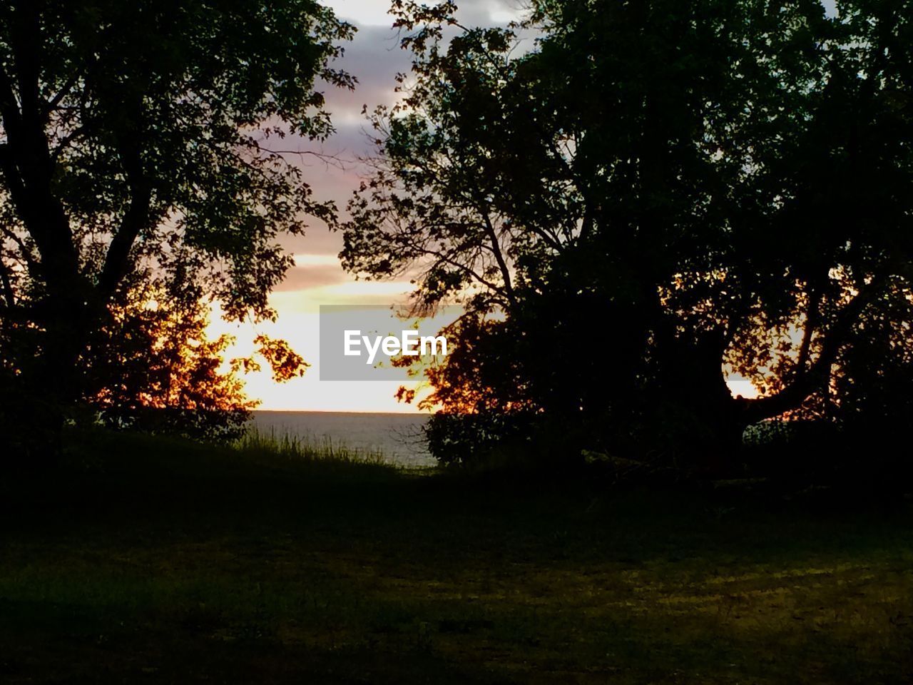 SILHOUETTE TREES ON FIELD AGAINST SKY AT SUNSET