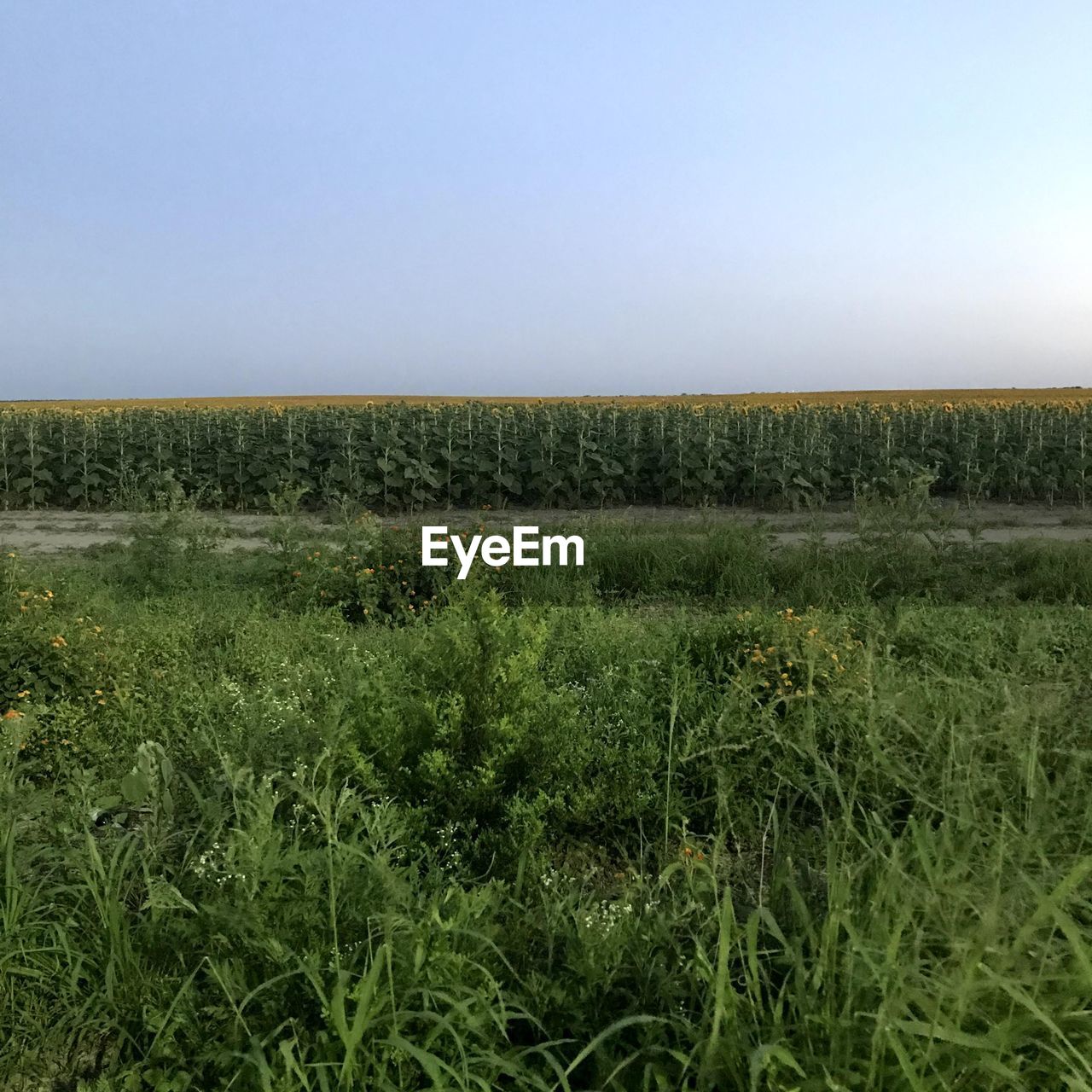 FIELD AGAINST CLEAR SKY