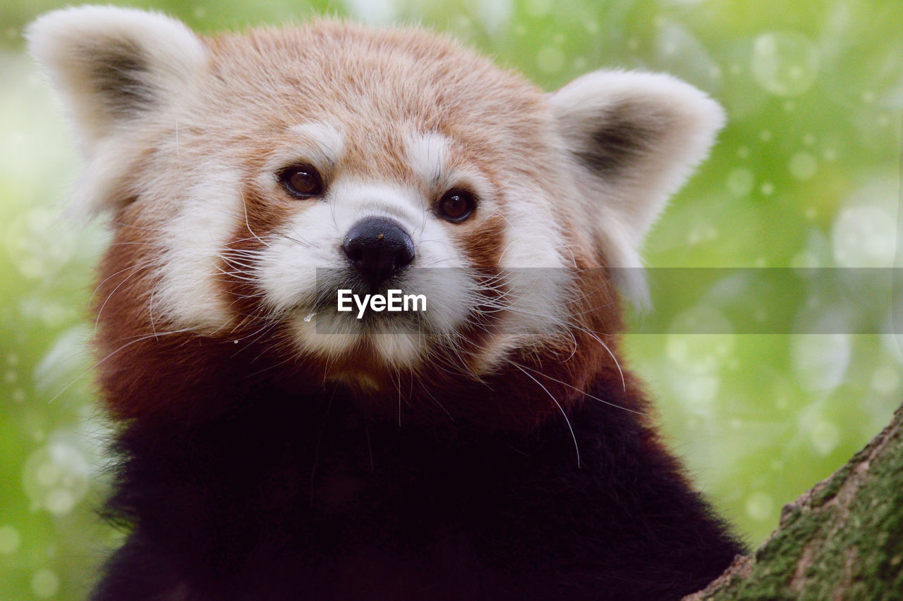 Close-up portrait of an animal red panda 