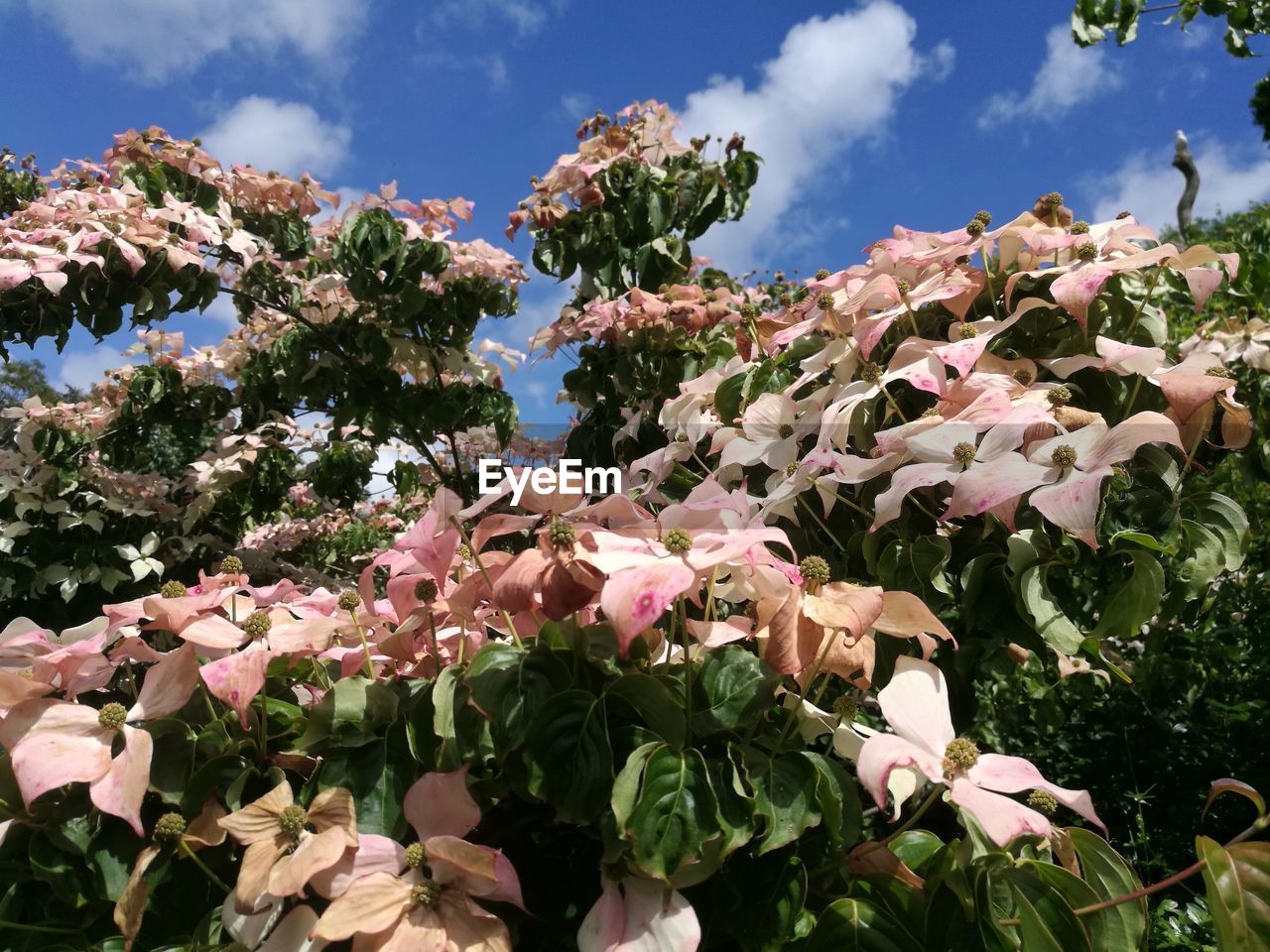 CLOSE-UP OF FLOWERING PLANT AGAINST SKY