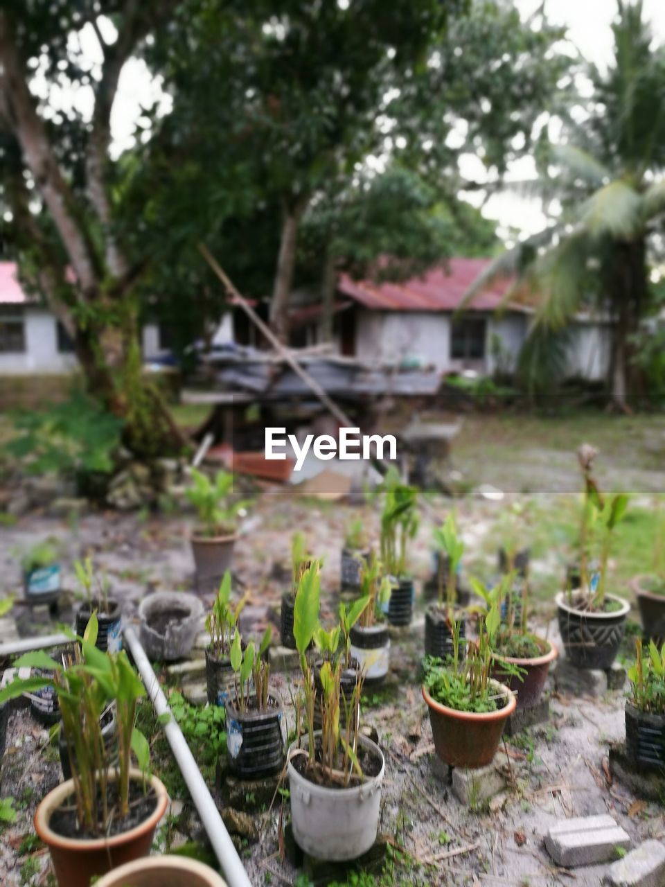 CLOSE-UP OF PLANTS AND WATER