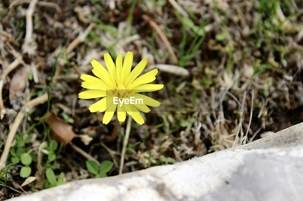 CLOSE-UP OF YELLOW FLOWERING PLANT