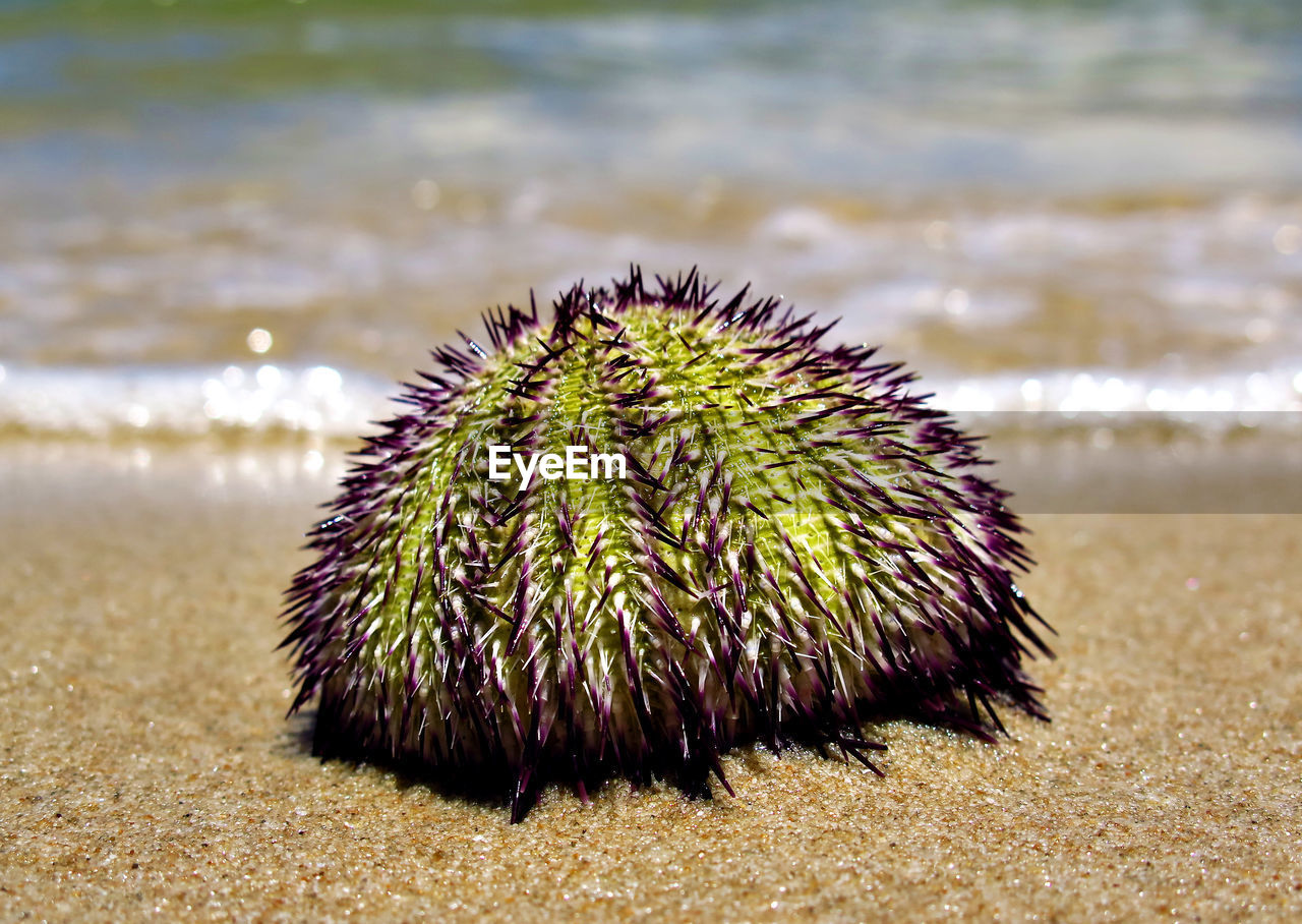 CLOSE-UP OF DEAD PLANT IN SEA