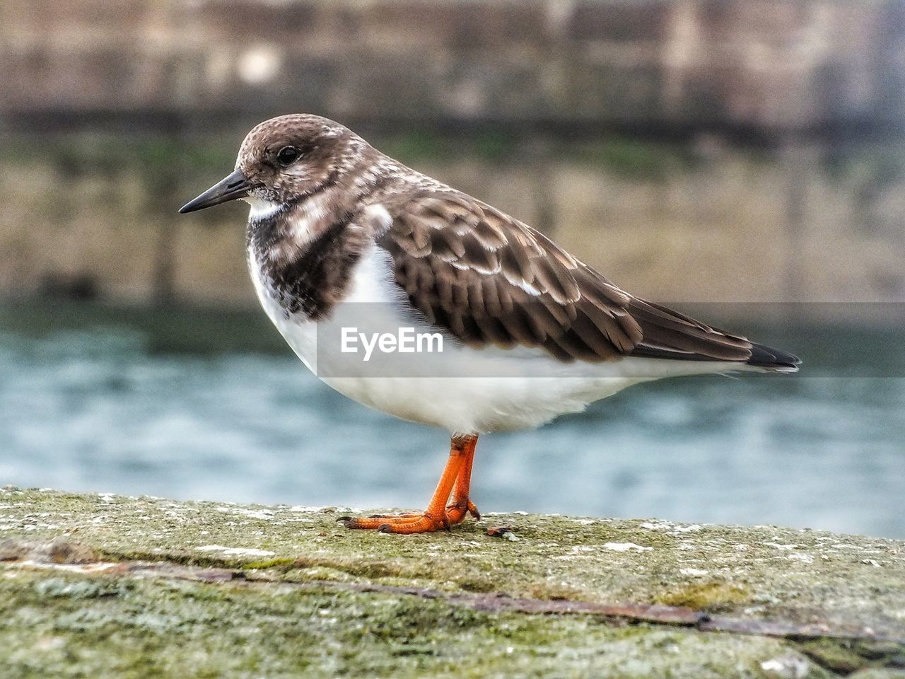 Close-up of bird perching on retaining wall