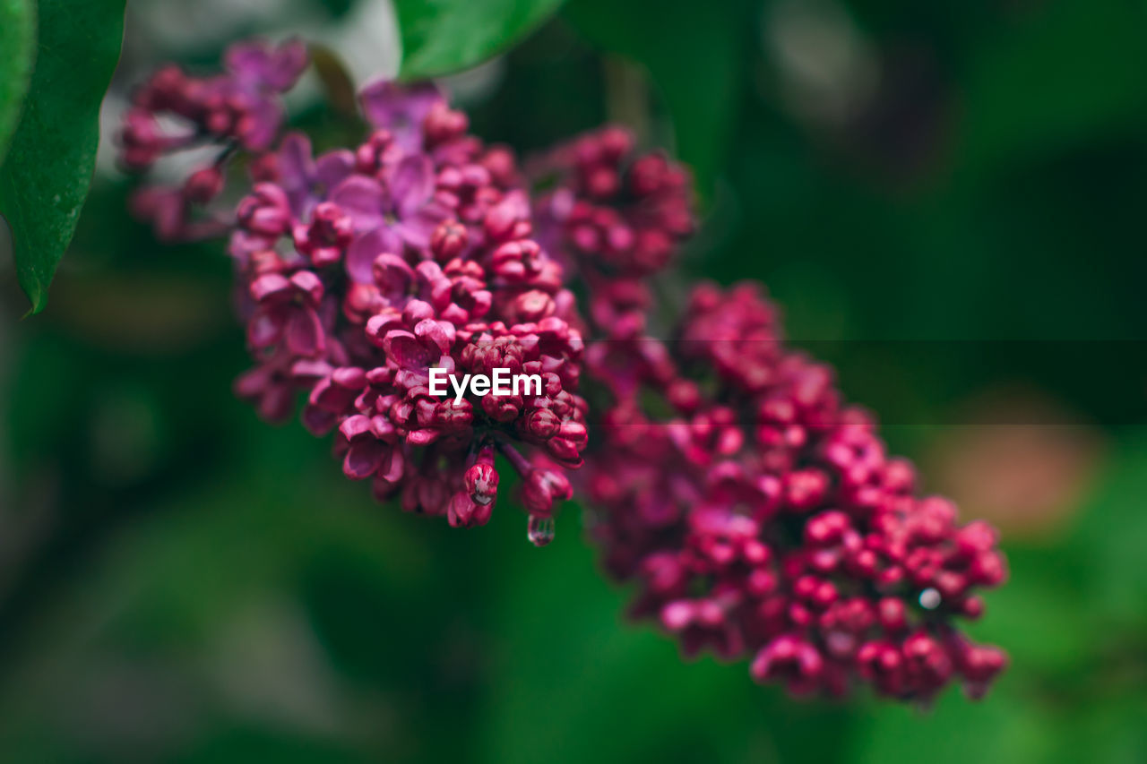 flower, plant, flowering plant, beauty in nature, freshness, nature, close-up, pink, macro photography, blossom, green, fragility, flower head, inflorescence, focus on foreground, growth, plant part, petal, no people, outdoors, leaf, wildflower, botany, day, purple, magenta, food and drink, lilac, springtime, food, selective focus