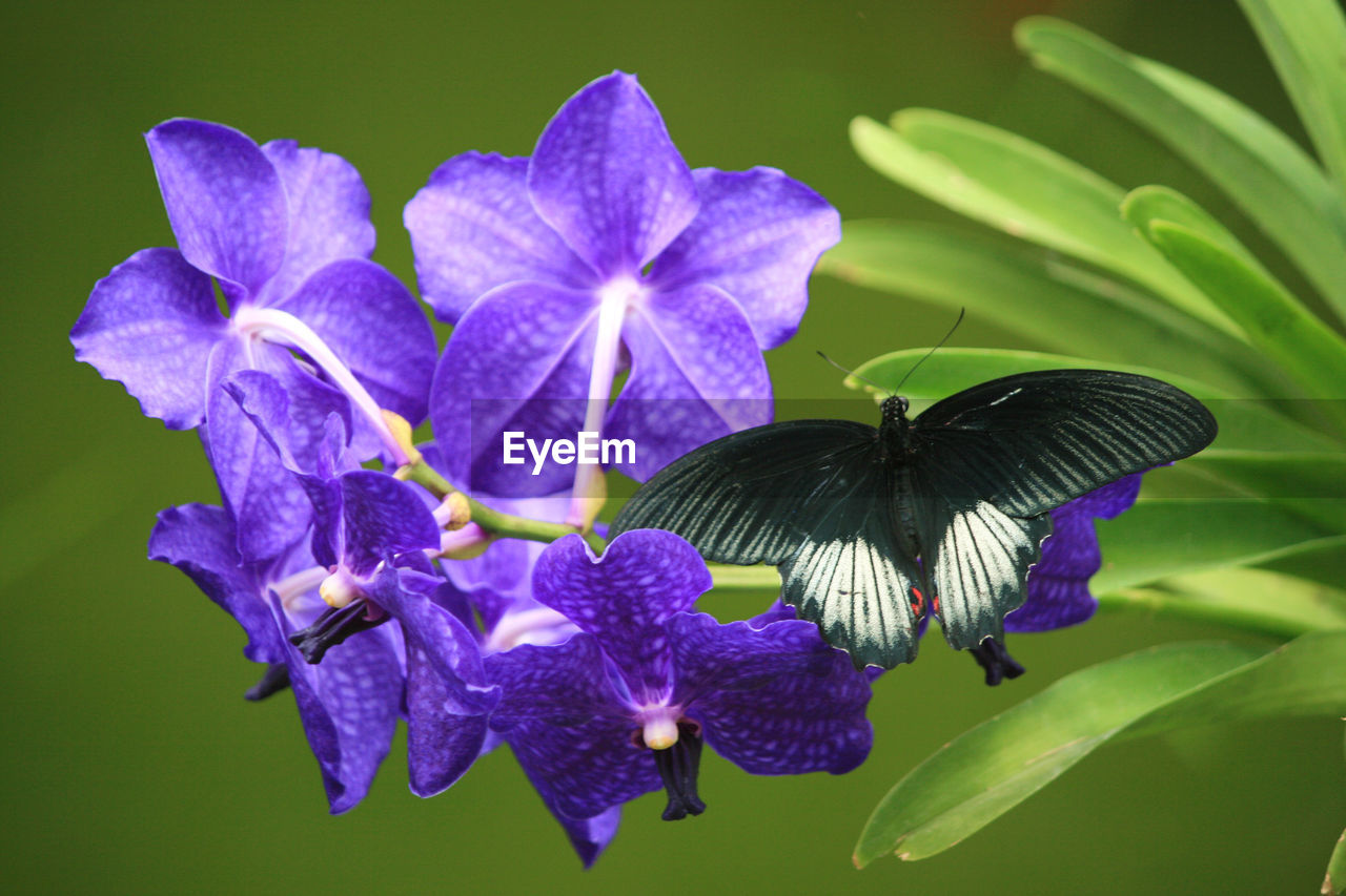 Close-up of purple flowers