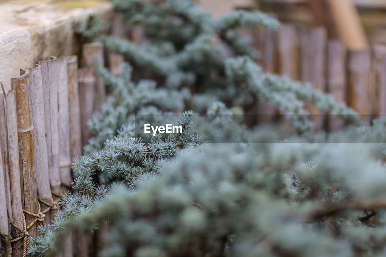 CLOSE-UP OF PLANT GROWING OUTDOORS