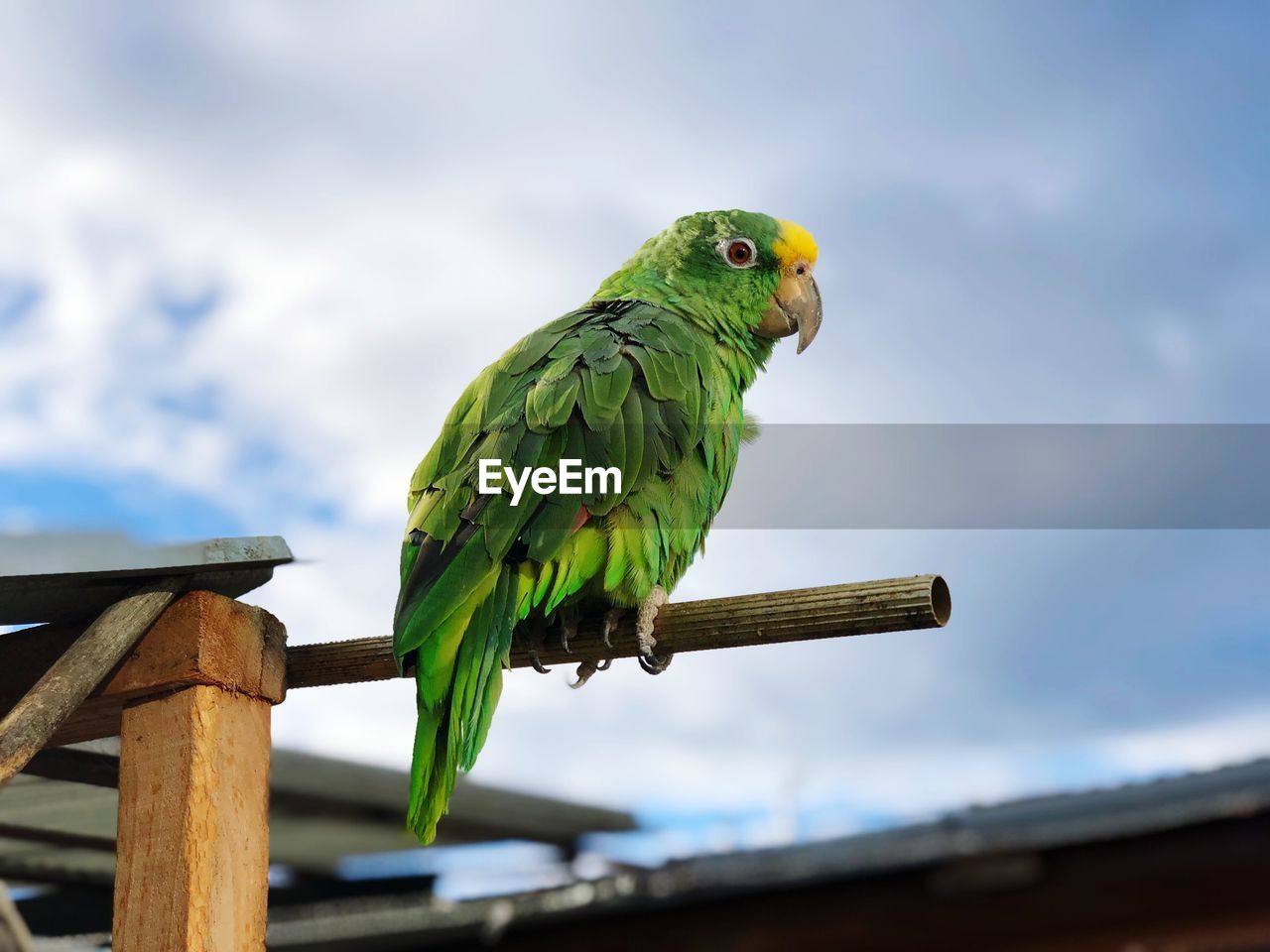 LOW ANGLE VIEW OF PARROT PERCHING ON WOOD