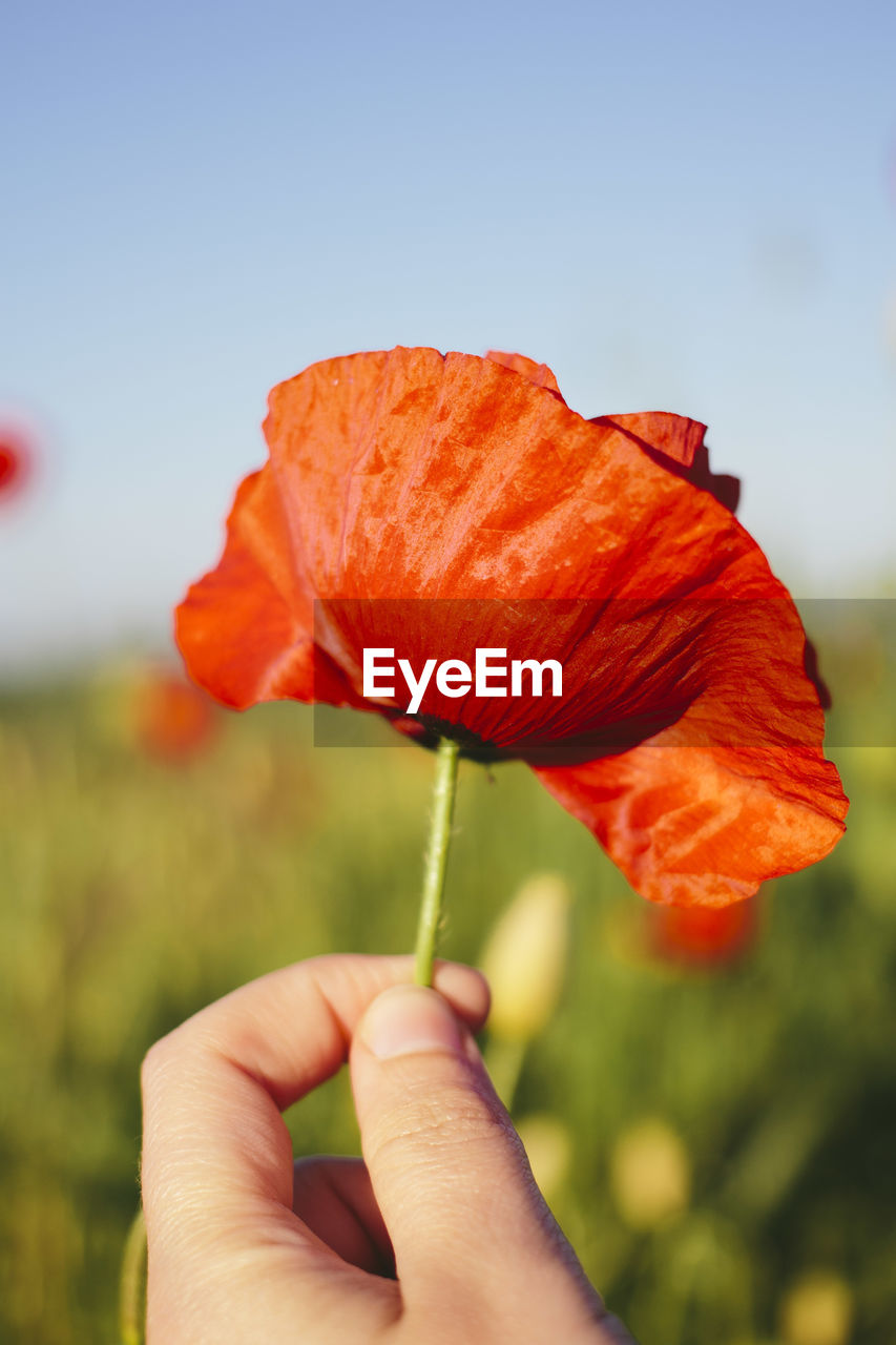 CLOSE-UP OF HAND HOLDING RED FLOWERS